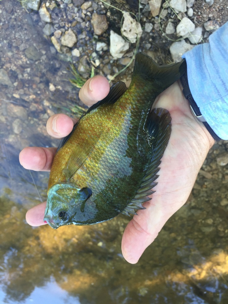 Ultralight Fly Fishing • Sulphur Creek, Lampasas Tx.